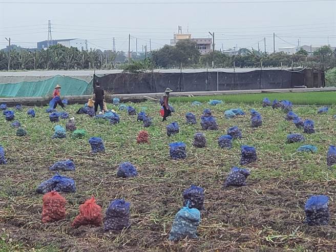 雲林蒜頭受大雨損害，9成2蒜田申請救助。（周麗蘭攝）　