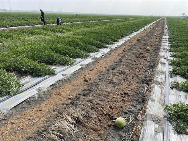 農委會農糧署今（12日）公告二崙鄉西瓜為3月鋒面遲發性農業天然災害現金救助地區，申請日期13日至22日，損害率達20％以上，每公頃救助6萬元，未達20％不予救助。（周麗蘭攝）