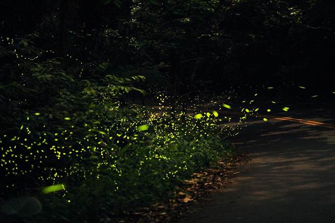 萤火虫凌空飞舞，让人惊喜连连。（涵碧楼提供／廖志晃南投传真）