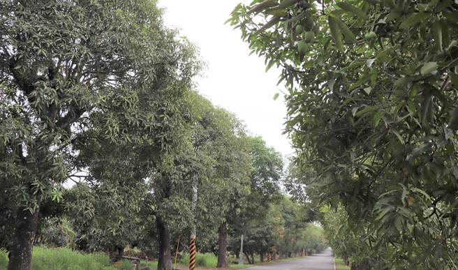 玉井芒果绿色隧道结果只有1成。(刘秀芬摄)