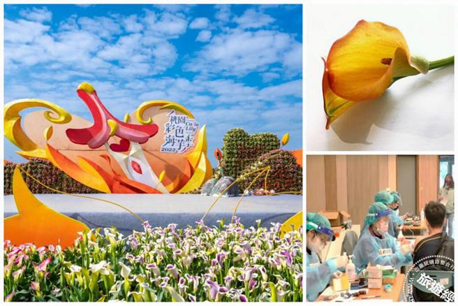 2022桃园彩色海芋季 进倒数 赏花兼打疫苗送海芋
。(图/旅游经提供)
