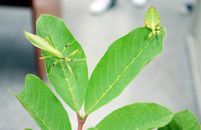 螳螂在芭乐叶上不动，不注意看就容易错过。（林和生摄）