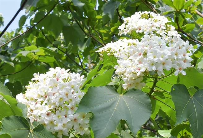 八卦山四月，迎来桐花飞雪，花飞花舞带来诗意翩翩，彰化县政府结合各乡镇市公所，安排赏桐之旅。（吴敏菁摄）