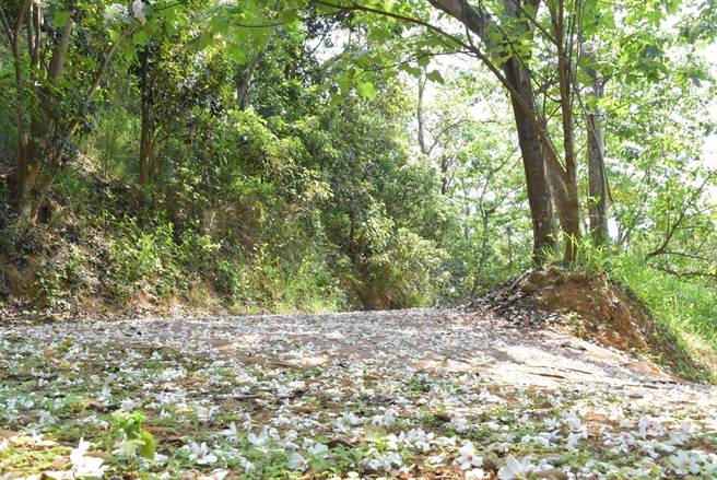八卦山四月，迎来桐花飞雪，花飞花舞带来诗意翩翩，彰化县政府结合各乡镇市公所，安排赏桐之旅。（吴敏菁摄）