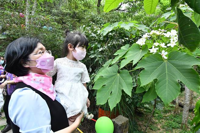 八卦山四月，迎来桐花飞雪，花飞花舞带来诗意翩翩，彰化县政府结合各乡镇市公所，安排赏桐之旅。（吴敏菁摄）