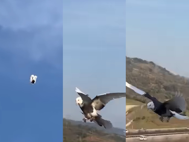 網友見到天空中1隻鴿子先是華麗地收起翅膀、全身360度旋轉俯衝地面，在最後接近地面時展開翅膀來個「完美落地」，宛如跳水選手般的俐落身手。（翻攝自臉書「爆廢公社公開版」）