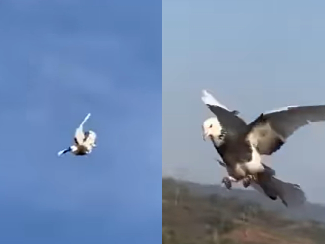 網友見到天空中1隻鴿子先是華麗地收起翅膀、全身360度旋轉俯衝地面，在最後接近地面時展開翅膀來個「完美落地」，宛如跳水選手般的俐落身手。（翻攝自臉書「爆廢公社公開版」）