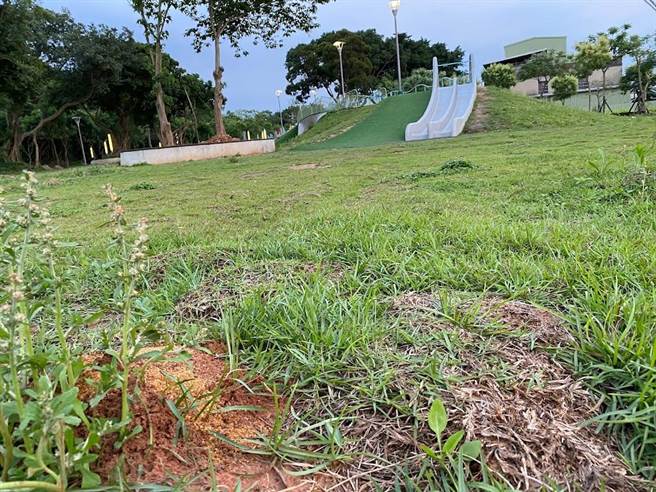 桃園許多新闢公園紅火蟻肆虐，咬到小孩不堪設想，圖為平鎮雙連坡碉堡公園的紅火蟻丘。（蔡依珍攝）