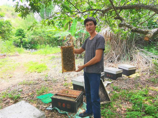 台南市南化蜂农黄俊雄开车到左镇草山深山找到一处龙眼园。（刘秀芬摄）
