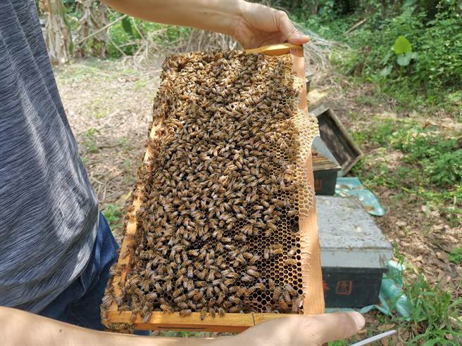 今年台南龙眼花开少，蜂农四处找蜜源。（刘秀芬摄）