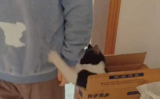 1段抖音影片近日被瘋傳，1名男子走在自家走廊，一旁紙箱竟突然伸出「1隻小手」接著1生物突然衝出嚇他，原來是家中的小貓。（翻攝自臉書「爆廢公社」）