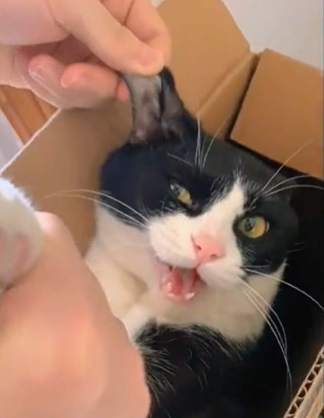 1段抖音影片近日被瘋傳，1名男子走在自家走廊，一旁紙箱竟突然伸出「1隻小手」接著1生物突然衝出嚇他，原來是家中的小貓。（翻攝自臉書「爆廢公社」）