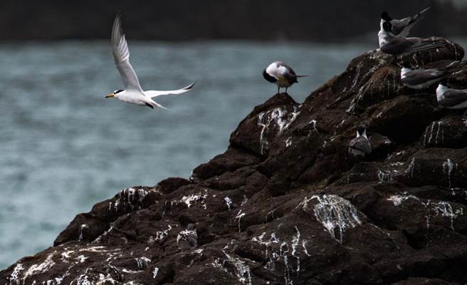 现身于马祖的「神话之鸟」黑嘴端凤头燕鸥。（连江县政府提供）