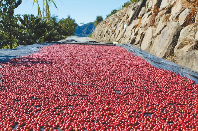 去年风调雨顺，高海拔咖啡产量增加约2至3成，图为咖啡农晒咖啡豆的状况。（张亦惠摄）