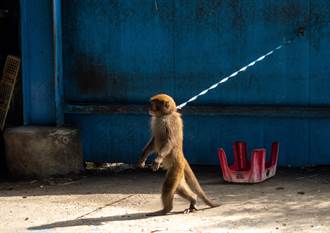 台灣獼猴被從保育類降級 動保團體3年接獲151件虐養通報