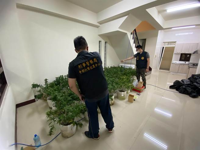 　雲林地檢署指揮警方偵辦一起栽種、製造大麻販毒集團，12日在虎尾一處民宅出租房屋查獲大麻溫室。（雲林地檢署提供）