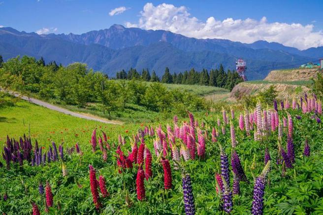 （福寿山农场在每年在5至6月，各色鲁冰花在山谷间绽放，随风摇曳的姿态美不胜。图／福寿山农场提供）