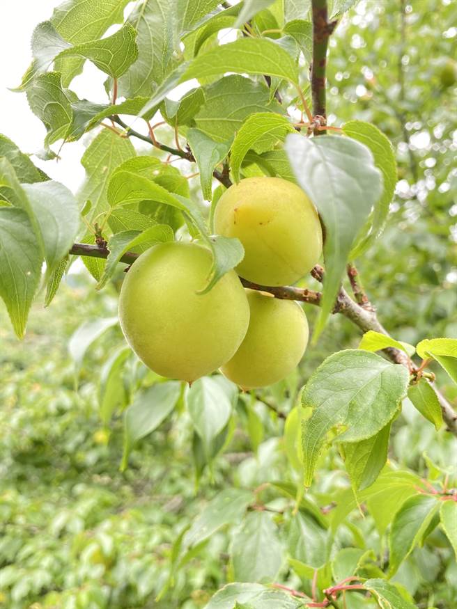 池上鄉農會推出農遊體驗，遊客到梅園採梅，做梅子加工體驗。（蔡旻妤攝）