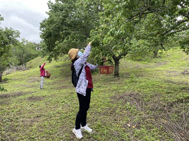池上鄉農會推出農遊體驗，遊客到梅園採梅，做梅子加工體驗。（蔡旻妤攝）