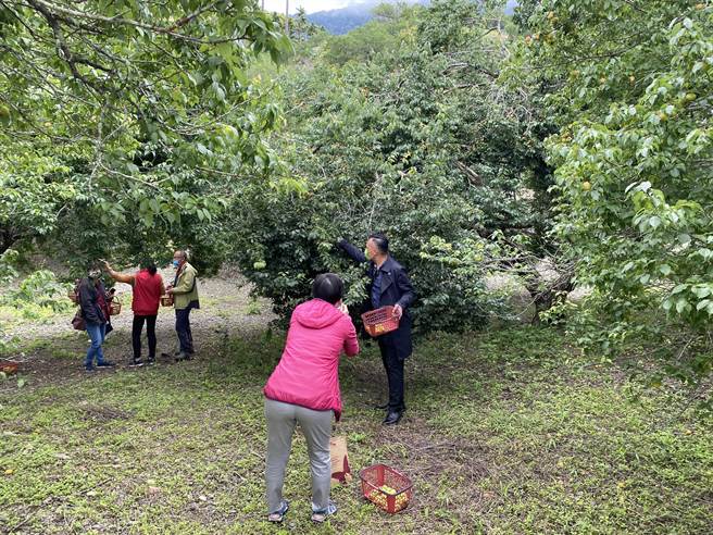 池上鄉農會推出農遊體驗，遊客到梅園採梅，做梅子加工體驗。（蔡旻妤攝）