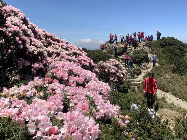 合欢群峰杜鹃花盛开时，花团锦簇，美不胜收。（廖志晃摄）