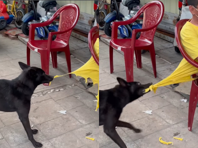 1部影片在网路上疯传，1名男子坐在路边椅子上，他所饲养的黑色米克斯竟在旁不断「撕扯」他的T恤，T恤当场被扯到破烂不已，不少布料掉在地上。（翻摄自脸书「爆废公社」）