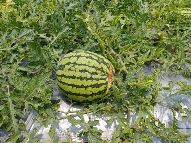 西瓜果实裂果。（南市府农业局提供／张毓翎台南传真）