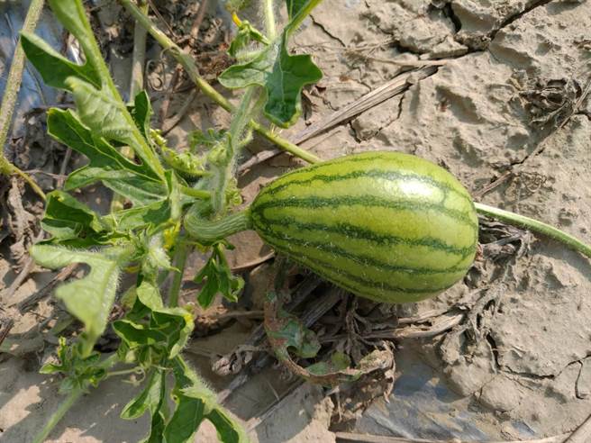 授粉不良，造成畸形果。（南市府农业局提供／张毓翎台南传真）