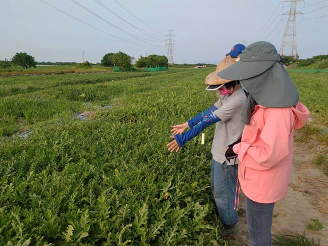 勘灾小组会勘田区情形。（南市府农业局提供／张毓翎台南传真）