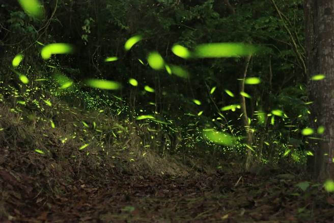 台南楠西梅岭赏萤季起跑，今年气候合适萤况佳。（台南市观旅局提供／刘秀芬台南传真）