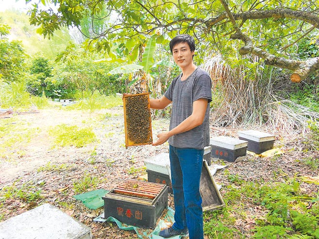 台南市南化蜂农黄俊雄开车到左镇草山深山找到一处龙眼园。（刘秀芬摄）