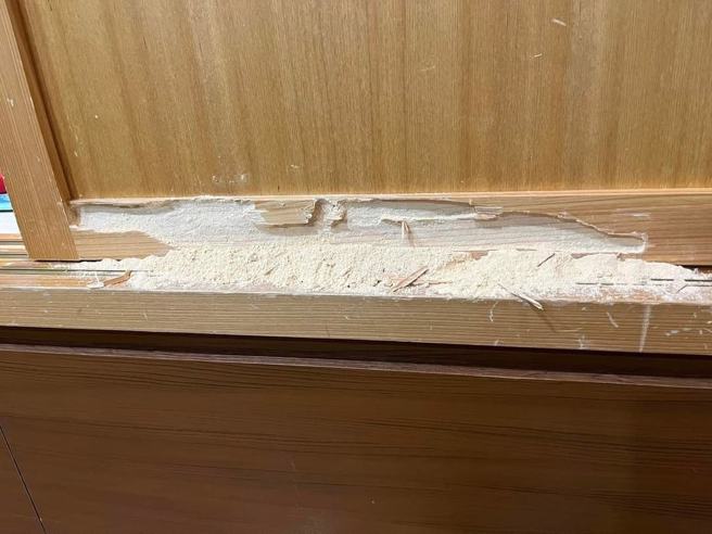 蟲子在木門內啃了3年，整條木材幾乎都被蛀光。（圖／翻攝自Facebook爆系知識家）