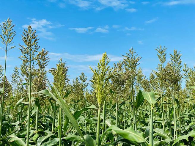 （高梁作物。图／农粮署北部分区提供）