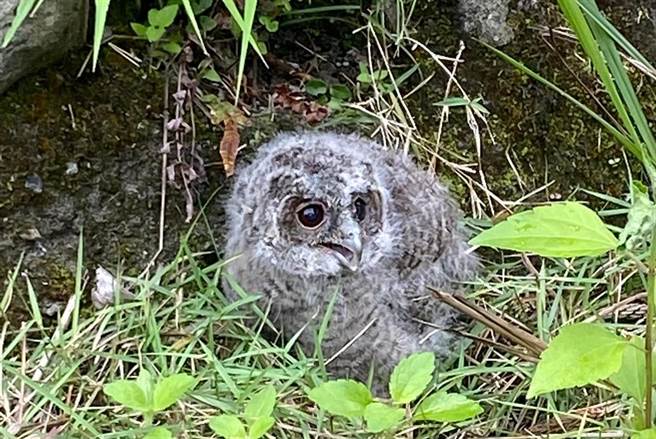 台东县延平乡桃源国中校园出现1只保育类领角鸮幼雏，萌翻师生。（读者提供／蔡旻妤台东传真）