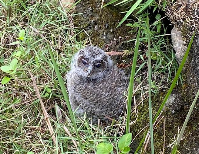 台东县延平乡桃源国中校园出现1只保育类领角鸮幼雏，萌翻师生。（读者提供／蔡旻妤台东传真）