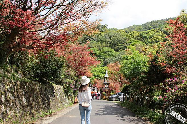 嫩叶艳红随风飘扬似火，彷佛置身异国氛围