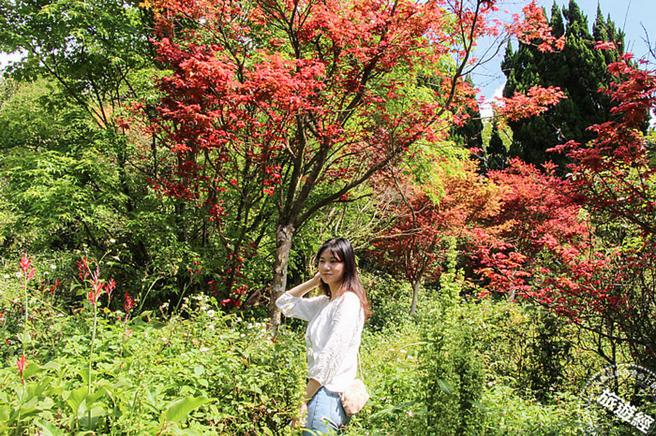 随着时序变色的槭树