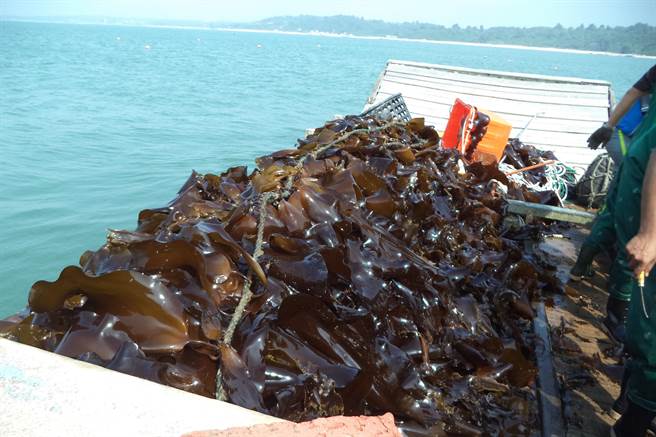 金门水试所养殖的海带进入採收期，4／19（星期二）下午1：30在该所广场展开春季首卖。（金门水试所提供）