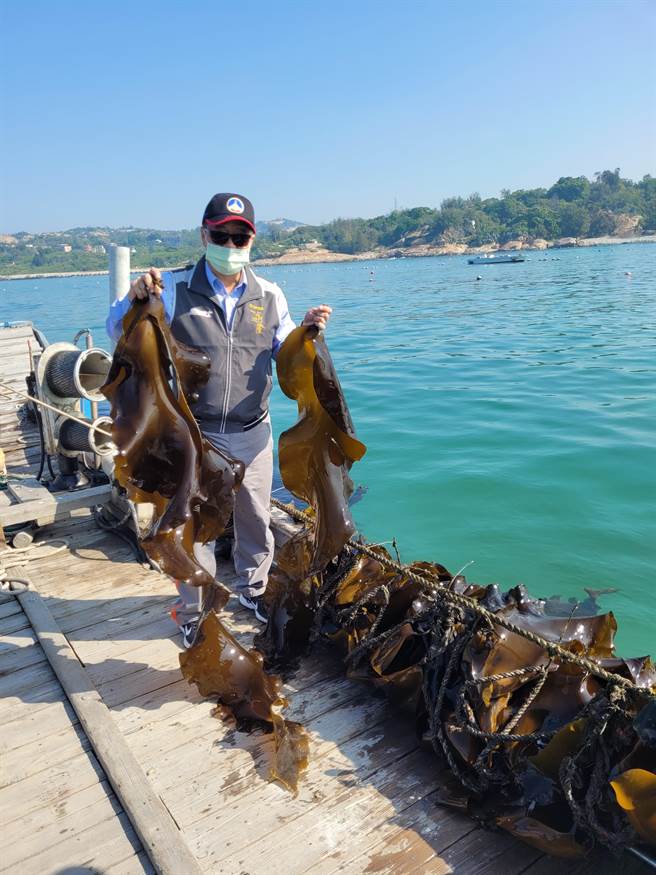 金门水试所养殖的海带进入採收期，4／19（星期二）下午1：30在该所广场展开春季首卖。（金门水试所提供）