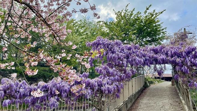 大梨山地区紫藤山城渐渐打响名号，每年吸引许多游客慕名观赏紫藤花开。（陈淑娥摄）
