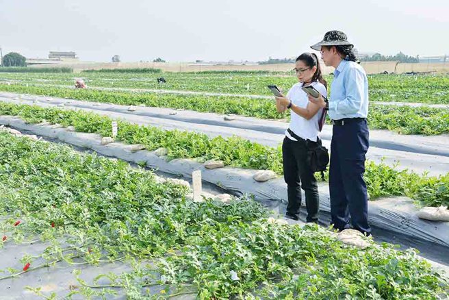 育種人員利用平板電腦進行育種調查工作，每個調查項目都能夠輸入圖像作為調查記錄，以視覺化呈現所有材料栽培情況。(圖片提供/農友種苗(股)公司)
