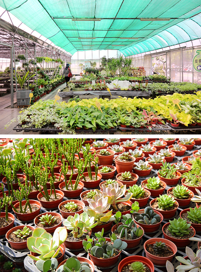 門市部販買種子、園藝植物、果樹種苗，以及園藝用品和合作廠商的優選農產品，商品種類豐富。(攝影/Carter)
