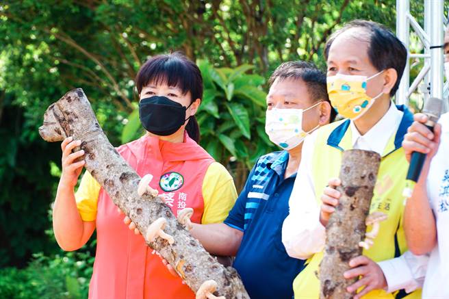 传统的段木香菇，与太空包种植大不相同。（民眾提供／廖志晃南投传真）