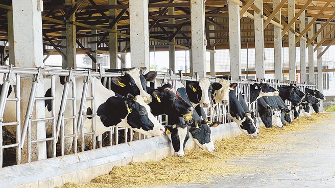 饲料成本大涨，国内酪农成本吃紧，盼调涨生乳收购价。（张毓翎摄）