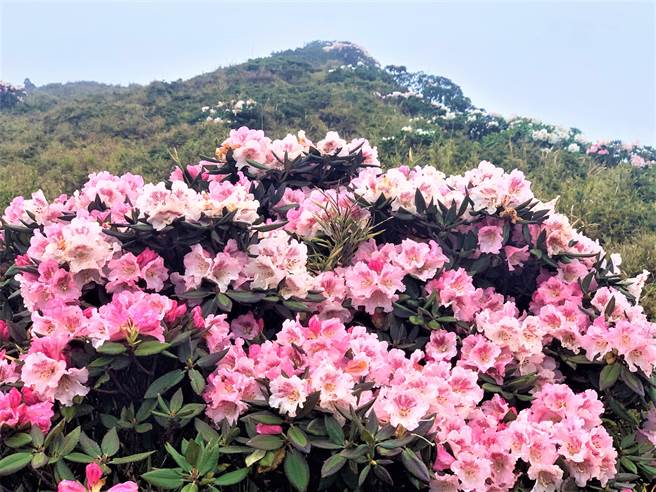 合歡山高山杜鵑花恣意綻放，爭妍競艷，雲霧繚繞其間，不僅是人間仙境，更猶如眾神的花園。（廖志晃攝）