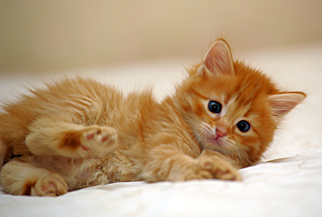 小貓家中跑老翁抓狂，抓3隻塞鞋盒套袋丟水溝害悶死。(達志影像)