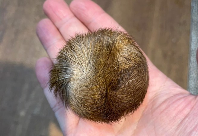 长辈20年前自大陆带回一颗棕色毛球。（图／翻摄自爆废公社）