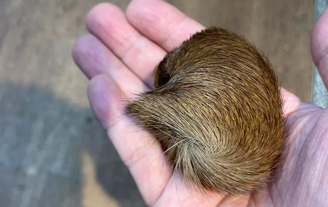 长辈20年前从大陆带回一颗棕色毛球，引起网友讨论。（图／翻摄自爆废公社）