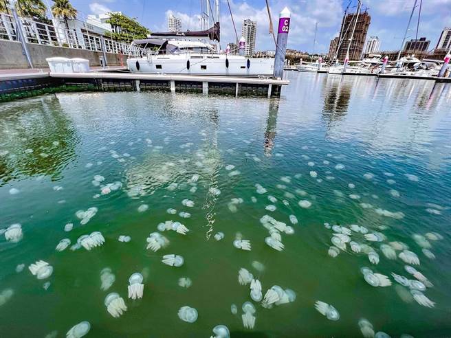 安平海域因有机物丰富，最近水母大爆发。（台南市议员李启维提供／程炳璋台南传真）