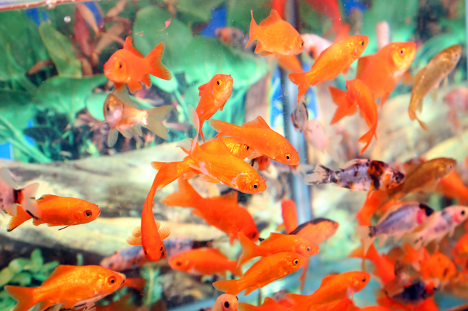 美国一名男子在宠物店里，发现一只奄奄一息的小鱼，便将牠买回家照顾，让小鱼重获新生。(示意图/达志影像)